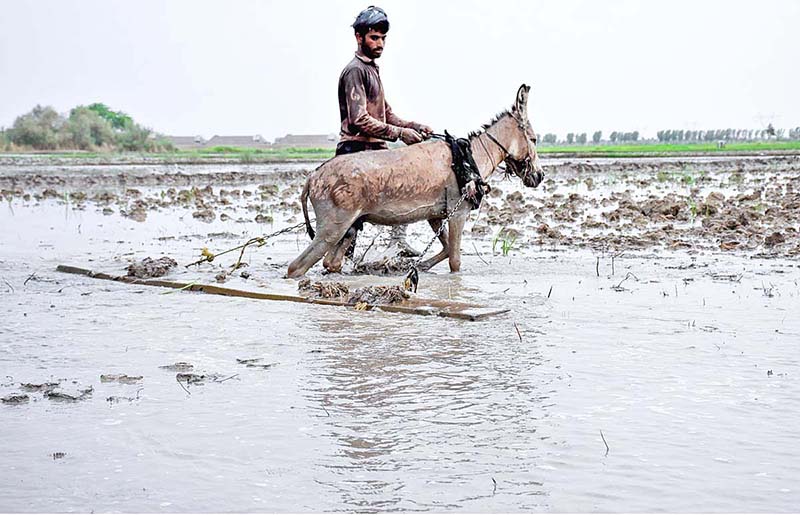 Farmers seeding the rice crop in their field