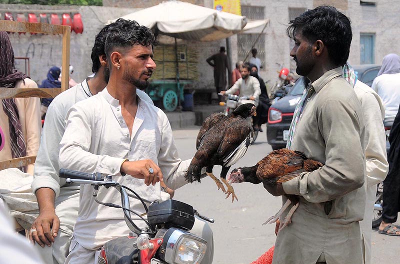 A vendor selling country hens to the customer near Dolat Gate Chowk