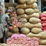Vendors busy in cleaning onion at Fruit and Vegetable market