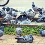 A view of Pigeons bathing to get relief from hot weather in the city