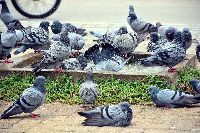 A view of Pigeons bathing to get relief from hot weather in the city