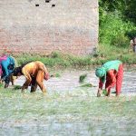 Female farmers are cultivating the rice crop in the field