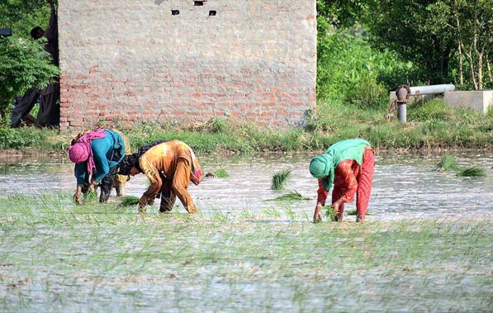 Female farmers are cultivating the rice crop in the field