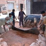 Workers preserving sacrificial animal hides at their warehouse.