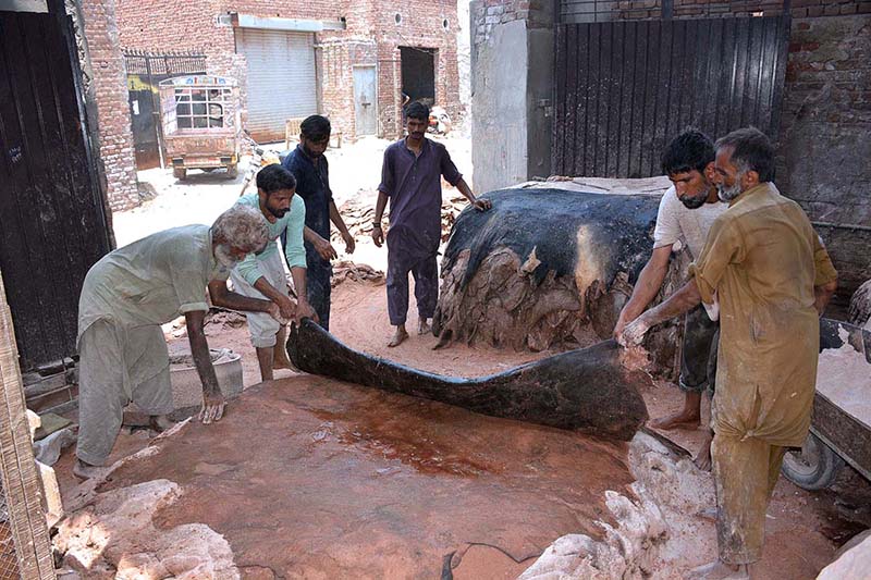 Workers preserving sacrificial animal hides at their warehouse.