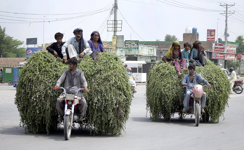 Gypsy families traveling on the tricycle rickshaw loaded with a fodder for animals
