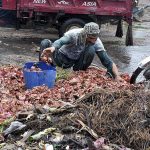 A gypsy person is scavenging and gathering onions from a pile of discarded onions left behind by vendors at the Fruit and Vegetables Market