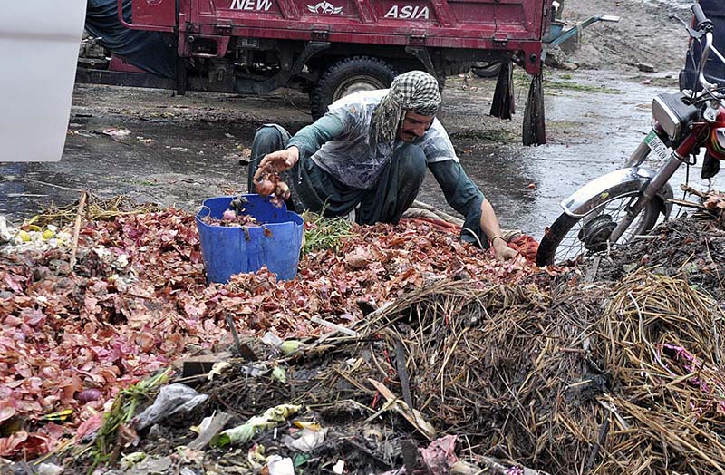 A gypsy person is scavenging and gathering onions from a pile of discarded onions left behind by vendors at the Fruit and Vegetables Market