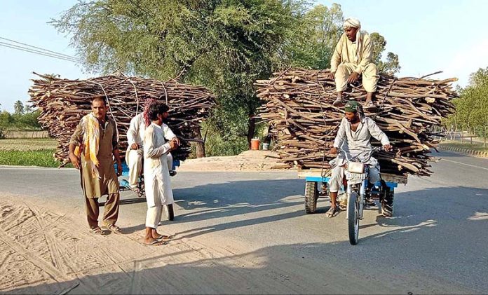 Motorcycle carts on their way loaded with tree laden