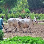 A farmer ploughing field in a traditional way with the help of bulls for next crop in the outskirts of the city