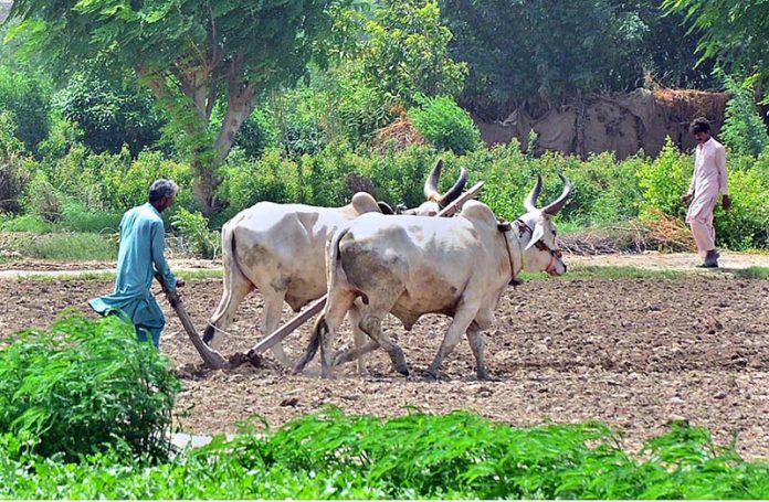A farmer ploughing field in a traditional way with the help of bulls for next crop in the outskirts of the city