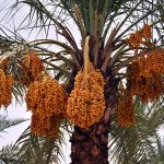 A view of dates tree full of fruit at dates garden