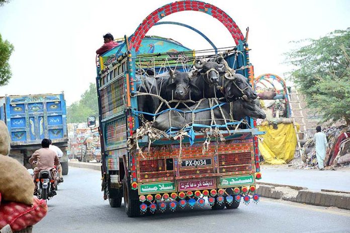 Truck holder on the way loaded with buffaloes at Hala Naka Road