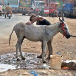 Labourer busy in bathing his donkey at roadside during hot weather in the city