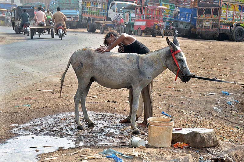Labourer busy in bathing his donkey at roadside during hot weather in the city