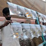 A vendor displaying colorful fishes to attract the customers along the roadside