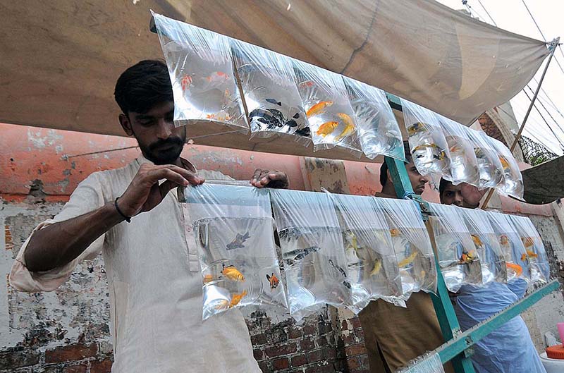 A vendor displaying colorful fishes to attract the customers along the roadside