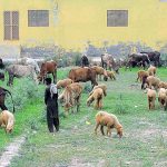 A herds of sheep and cows grazing in the field