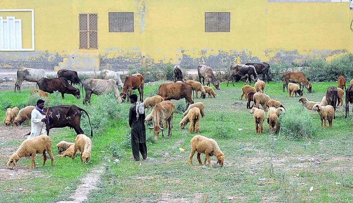 A herds of sheep and cows grazing in the field