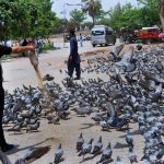 A person feeding a flock of pigeons at a roadside