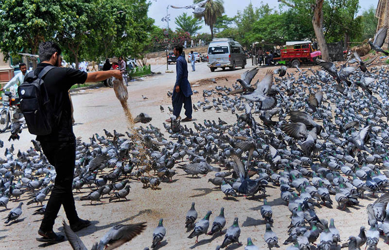 A person feeding a flock of pigeons at a roadside