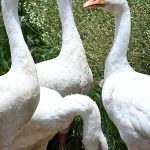 Flock of ducks searching for food at Chakbeli Road