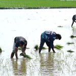 Farmers seedling the rice crop on their field