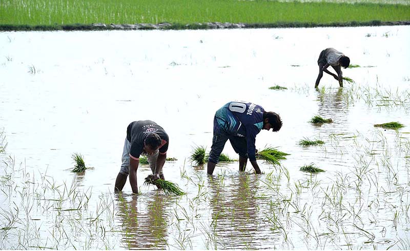 Farmers seedling the rice crop on their field