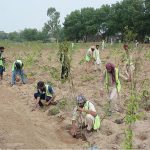 Parks and Horticulture Authority (PHA) workers are planting new trees during Tree Plantation Campaign at Kaleem Shaheed Park