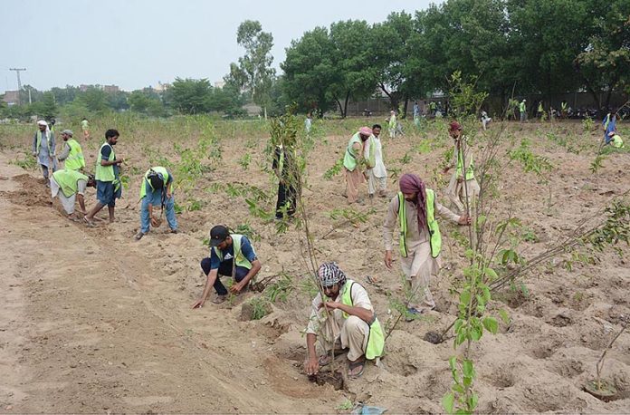 Parks and Horticulture Authority (PHA) workers are planting new trees during Tree Plantation Campaign at Kaleem Shaheed Park