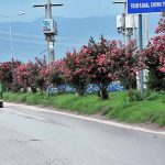 A beautiful view of seasonal purple flowers blooming on green belt at Club road in Federal Capital
