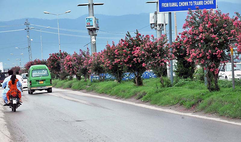 A beautiful view of seasonal purple flowers blooming on green belt at Club road in Federal Capital