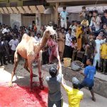 Butchers sacrificing camel on the 3nd day of Eid-ul-Adha celebrations at latifabad
