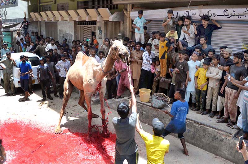 Butchers sacrificing camel on the 3nd day of Eid-ul-Adha celebrations at latifabad