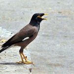 A myna sitting while open beak due to scorching hot weather in the city