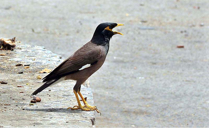 A myna sitting while open beak due to scorching hot weather in the city