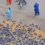 People throwing food for pigeons as mercy