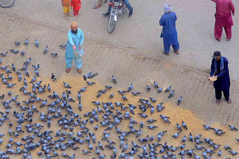 People throwing food for pigeons as mercy