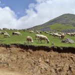 Large number of sheep grazing on mountain at Badgoi pass between Kalam and Kumrat Valley