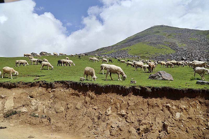 Large number of sheep grazing on mountain at Badgoi pass between Kalam and Kumrat Valley