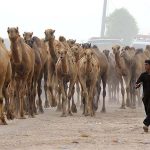 A shepherd guiding his herd of camels heading towards the grazing field at Bypass Road