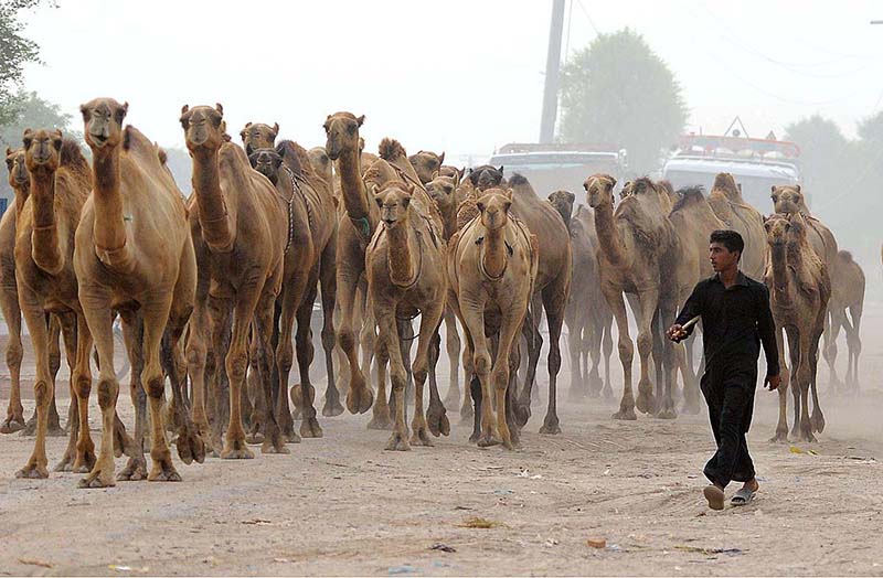 A shepherd guiding his herd of camels heading towards the grazing field at Bypass Road