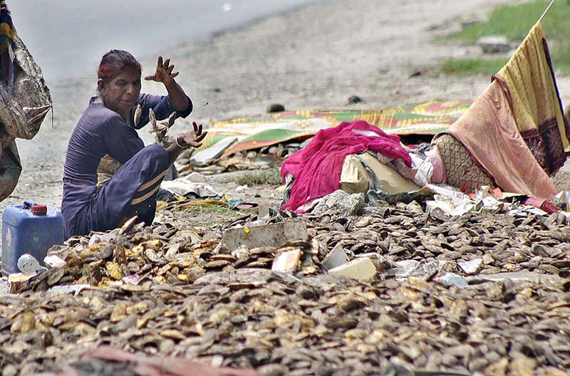 Gypsy lady spreading the seed of mango for drying purposes at a roadside