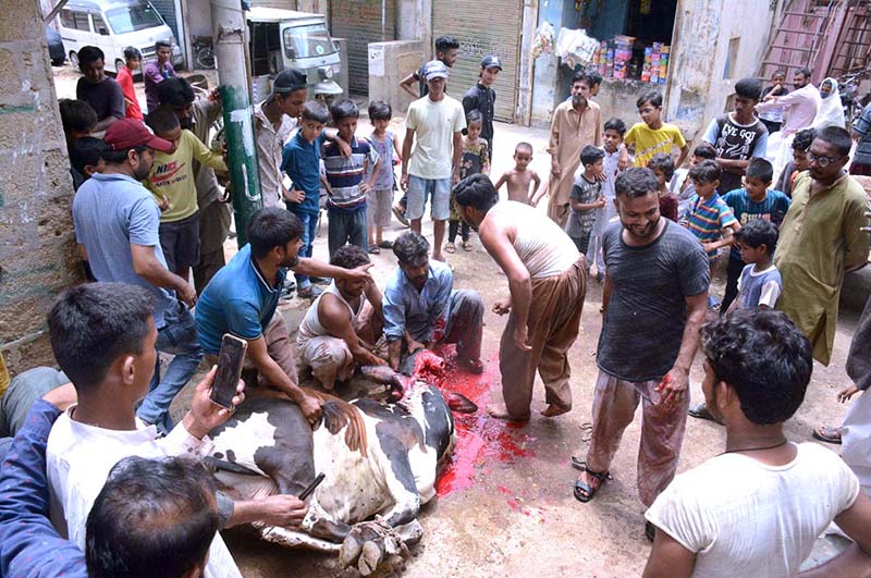 A bull being slaughtered on the third day of Eid-ul- Azha in Korangi area