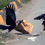 Two crows searching food from bag at roadside in Federal Capital