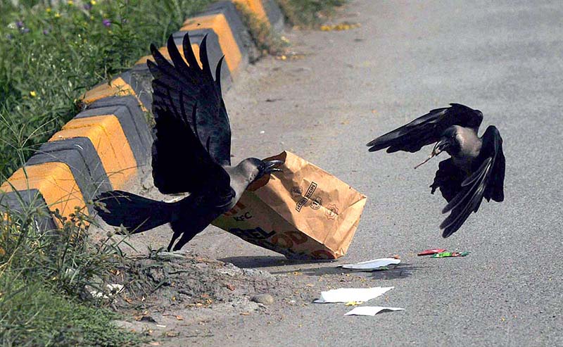 Two crows searching food from bag at roadside in Federal Capital