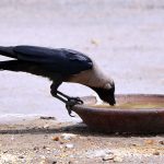 Thirsty crow drinking water to fulfill thirst from clay made pot during hot day in the city
