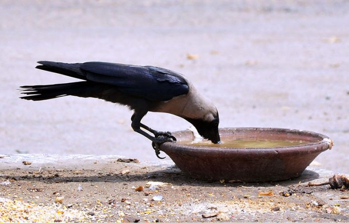 Thirsty crow drinking water to fulfill thirst from clay made pot during hot day in the city Thirsty crow drinking water to fulfill thirst from clay made pot during hot day in the city
