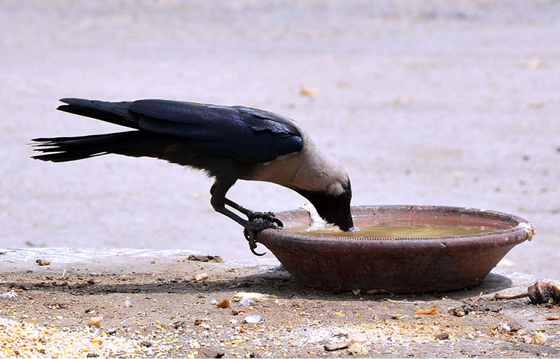 Thirsty crow drinking water to fulfill thirst from clay made pot during hot day in the city