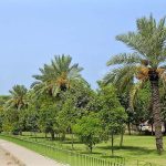 A view of the date palm trees planted in the Shamsabad Park bearing bunches of fresh dates